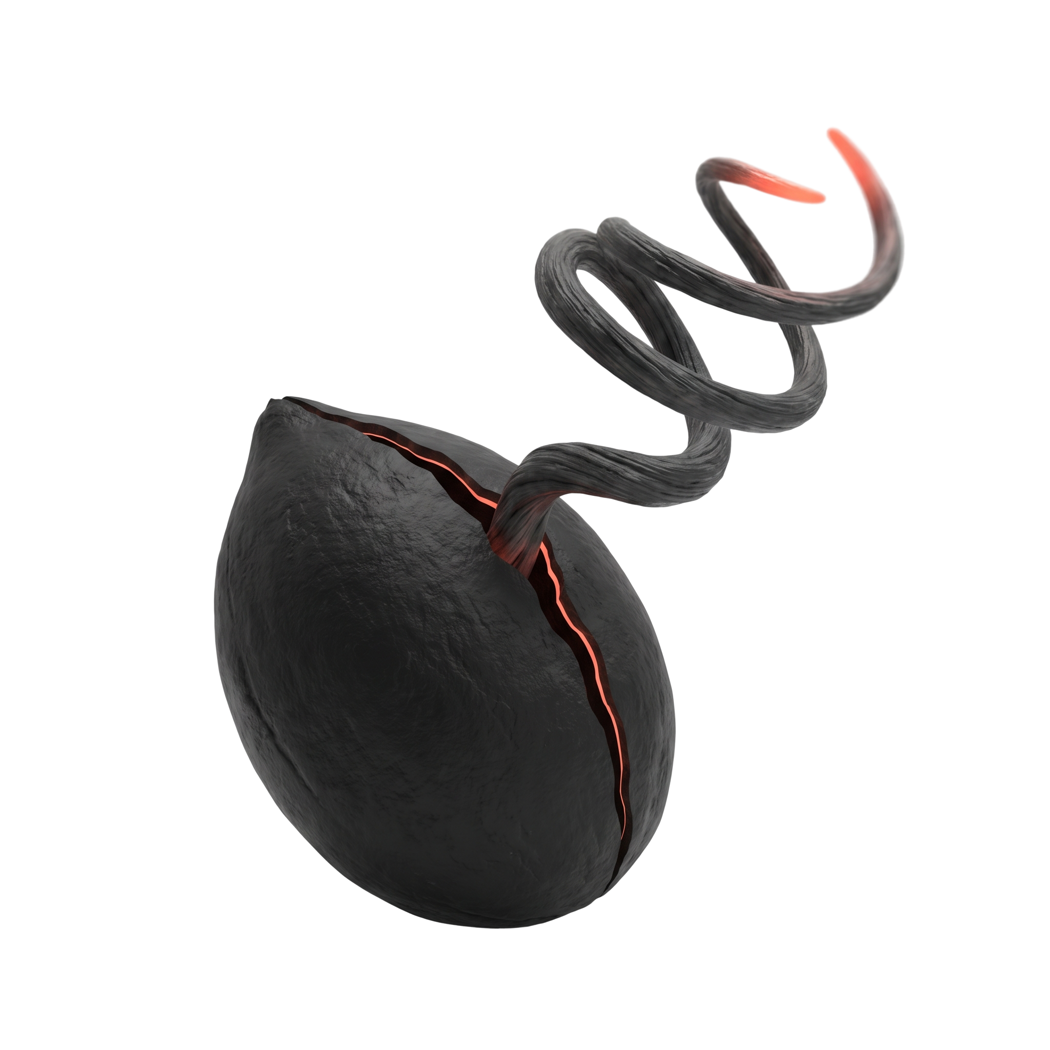 Semente escura rachada com uma espiral coral emergindo, etapa Evolução do método Looping